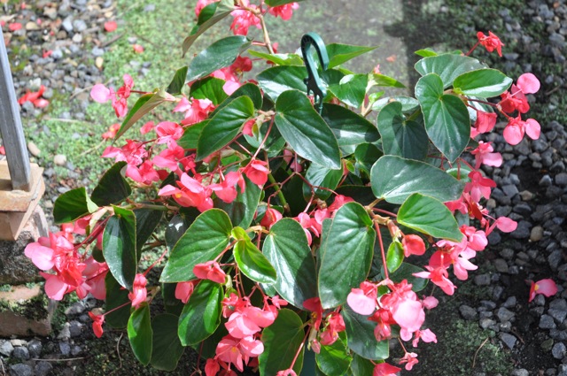 B. ‘Dragon Wings Pink’